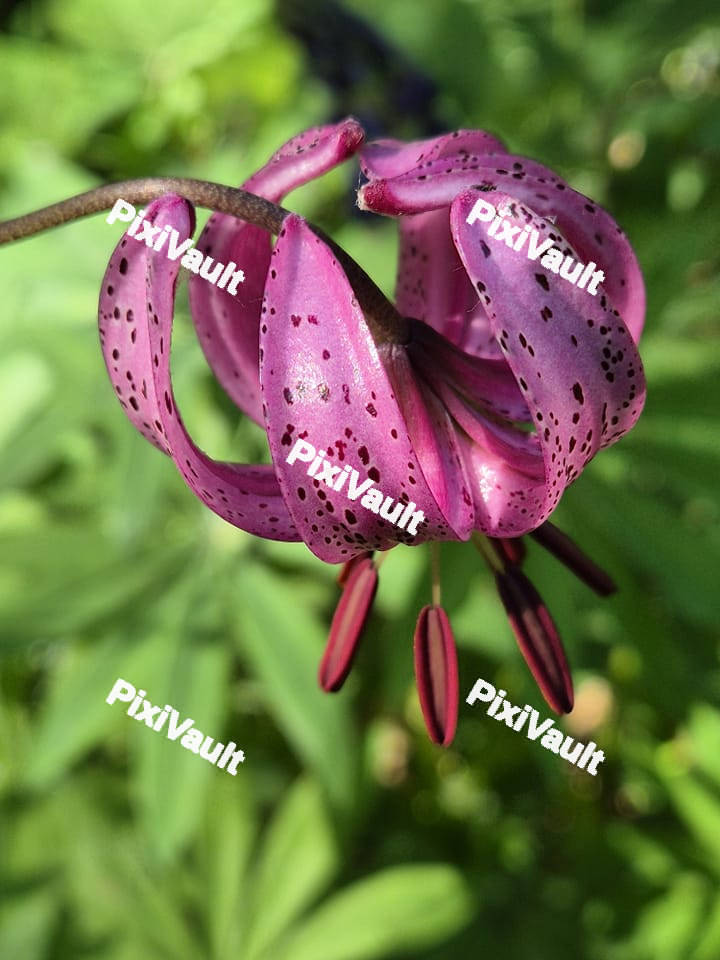 Martagon Lily Flower